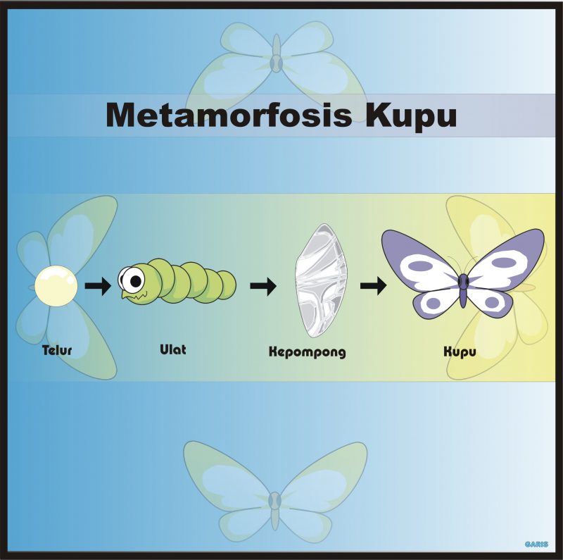 Download Gambar Metamorfosis Kupu Kupu Nomer 3