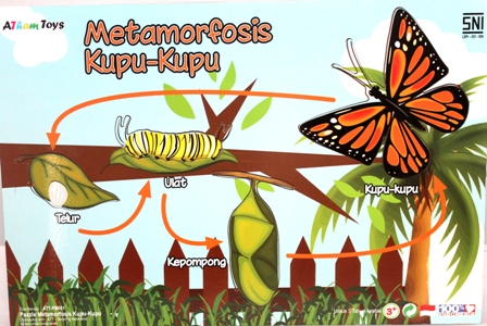 Detail Gambar Metamorfosis Kupu Kupu Nomer 47