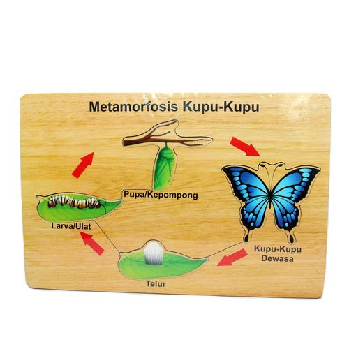 Detail Gambar Metamorfosis Kupu Kupu Nomer 8