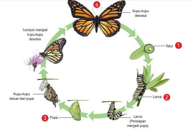 Detail Gambar Metamorfosis Kupu Kupu Tiga Dimensi Nomer 14