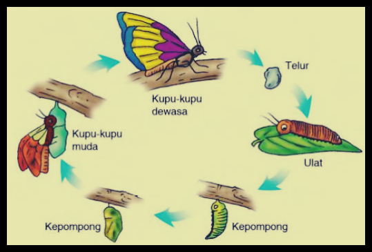 Detail Gambar Metamorfosis Kupu Kupu Tiga Dimensi Nomer 21