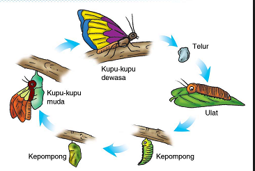 Detail Gambar Metamorfosis Kupu Kupu Tiga Dimensi Nomer 34