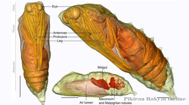 Detail Gambar Metamorfosis Kupu Kupu Tiga Dimensi Nomer 44