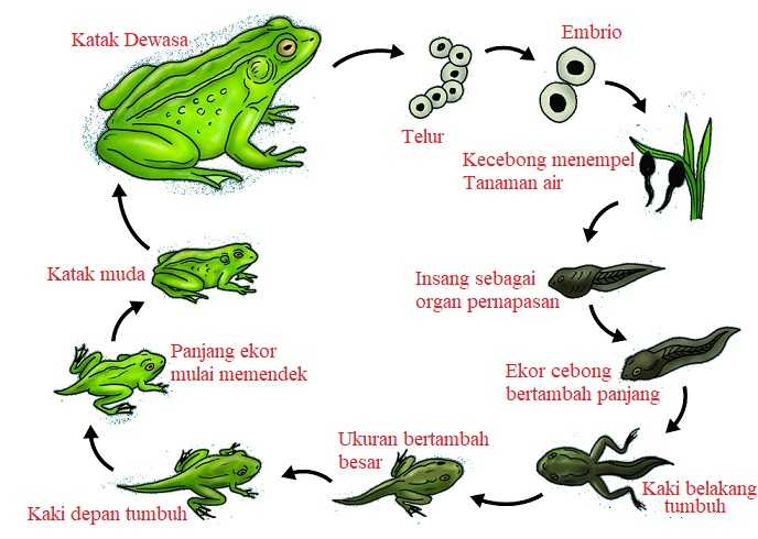 Detail Gambar Metamorfosis Pada Katak Nomer 2