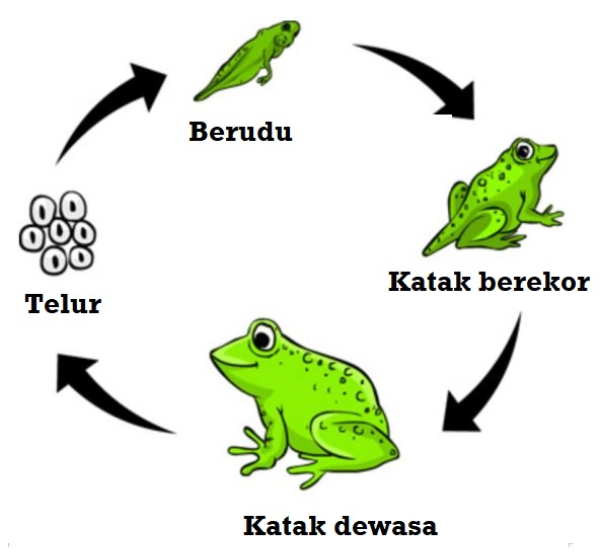 Detail Gambar Metamorfosis Pada Katak Nomer 11