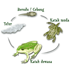 Detail Gambar Metamorfosis Pada Katak Nomer 17