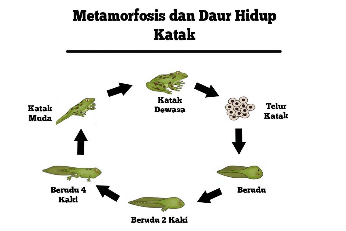 Detail Gambar Metamorfosis Pada Katak Nomer 19