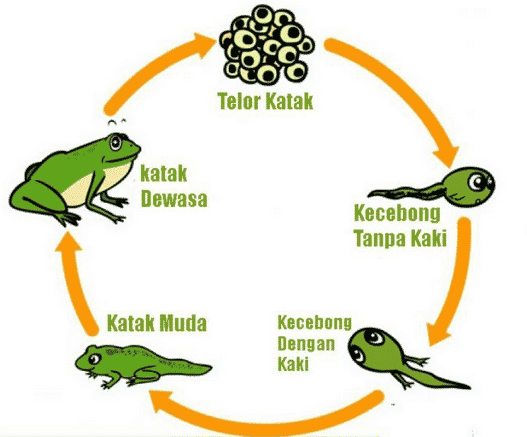 Detail Gambar Metamorfosis Pada Katak Nomer 3