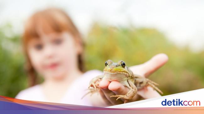 Detail Gambar Metamorfosis Pada Katak Nomer 24