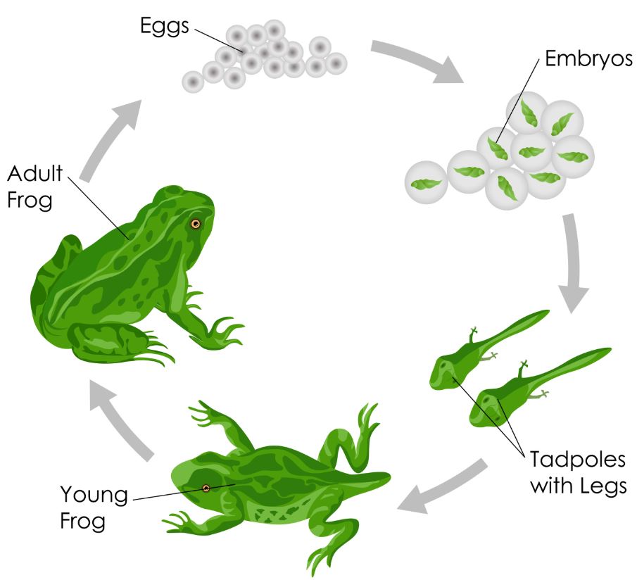 Detail Gambar Metamorfosis Pada Katak Nomer 28