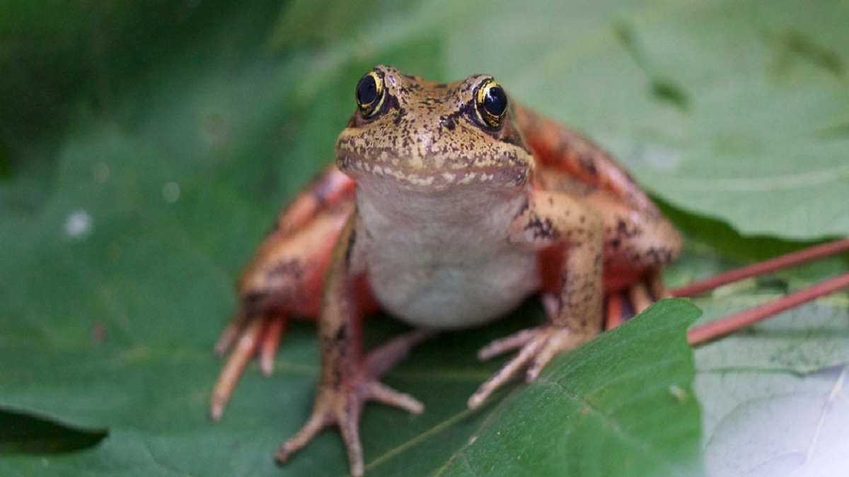 Detail Gambar Metamorfosis Pada Katak Nomer 29