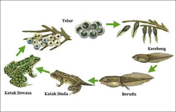 Detail Gambar Metamorfosis Pada Katak Nomer 31