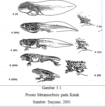 Detail Gambar Metamorfosis Pada Katak Nomer 32