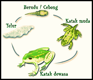 Download Gambar Metamorfosis Pada Katak Nomer 35