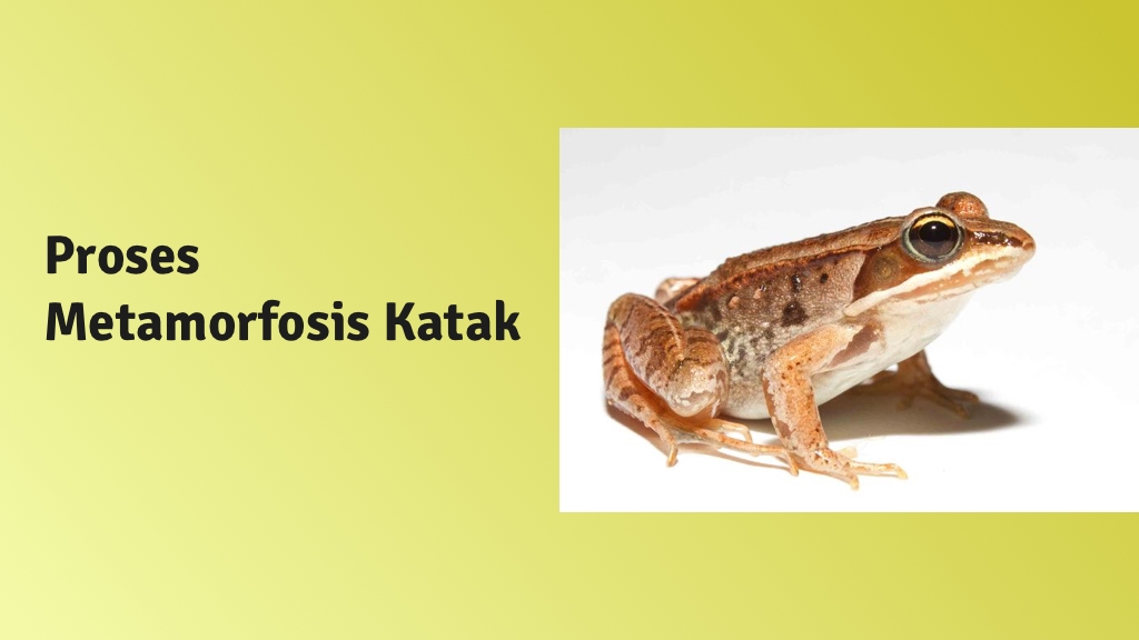 Download Gambar Metamorfosis Pada Katak Nomer 38