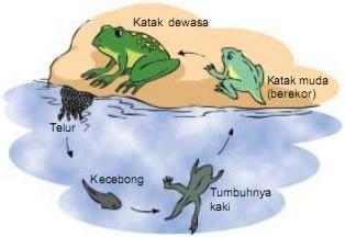 Detail Gambar Metamorfosis Pada Katak Nomer 39