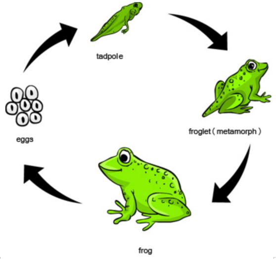 Detail Gambar Metamorfosis Pada Katak Nomer 5