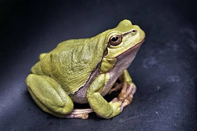 Detail Gambar Metamorfosis Pada Katak Nomer 41