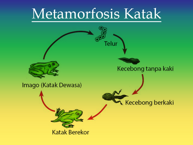 Detail Gambar Metamorfosis Pada Katak Nomer 45