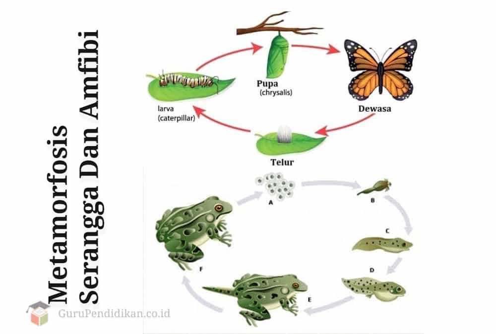 Detail Gambar Metamorfosis Pada Katak Nomer 46