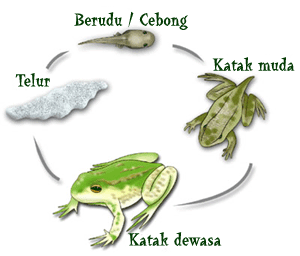 Detail Gambar Metamorfosis Pada Katak Nomer 52