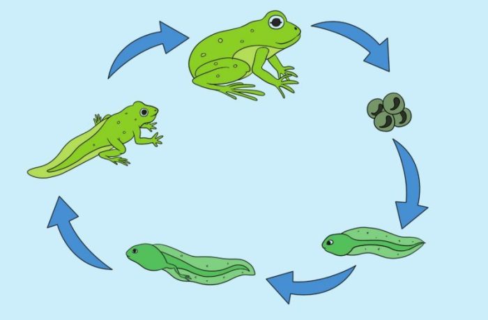 Detail Gambar Metamorfosis Pada Katak Nomer 7