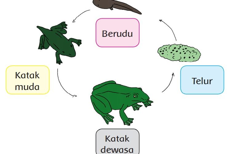 Detail Gambar Metamorfosis Pada Katak Nomer 10