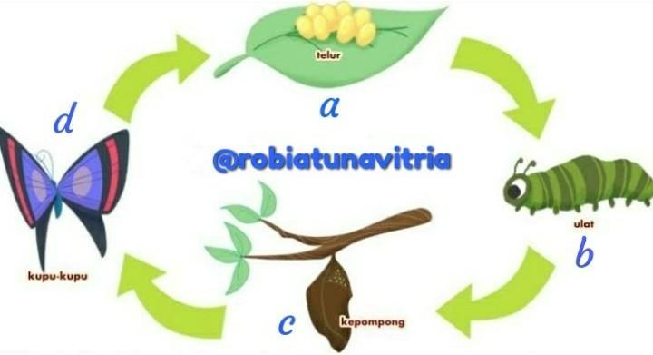 Detail Gambar Metamorfosis Pada Kupu Kupu Nomer 14