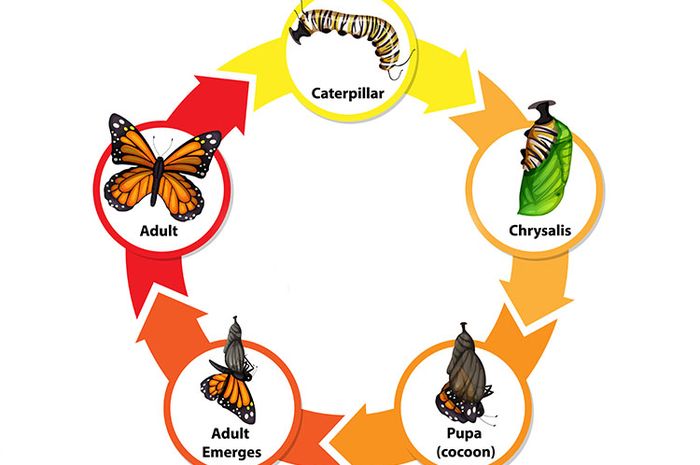 Detail Gambar Metamorfosis Pada Kupu Kupu Nomer 18