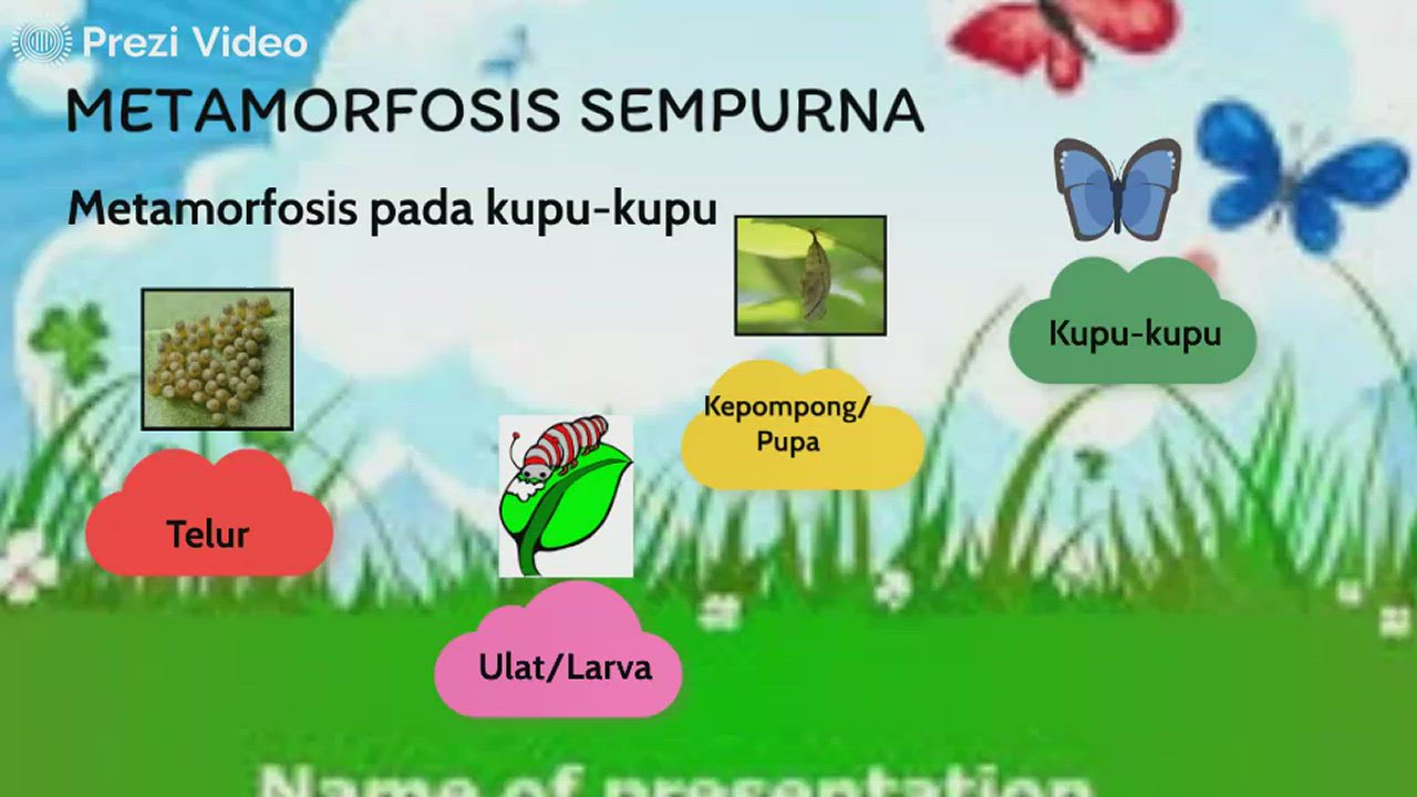 Detail Gambar Metamorfosis Pada Kupu Kupu Nomer 27