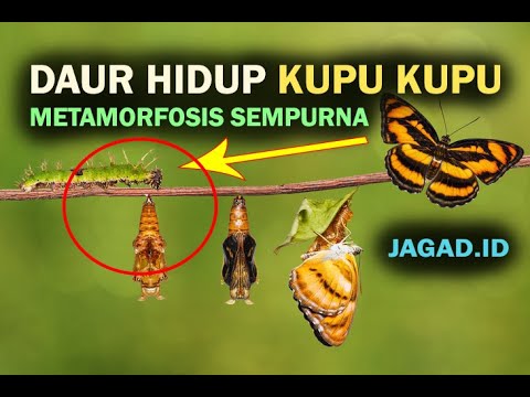 Detail Gambar Metamorfosis Pada Kupu Kupu Nomer 34