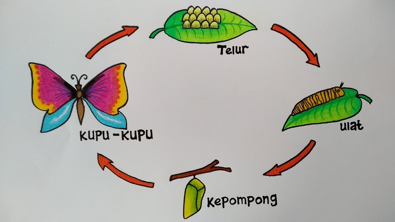 Detail Gambar Metamorfosis Pada Kupu Kupu Nomer 5