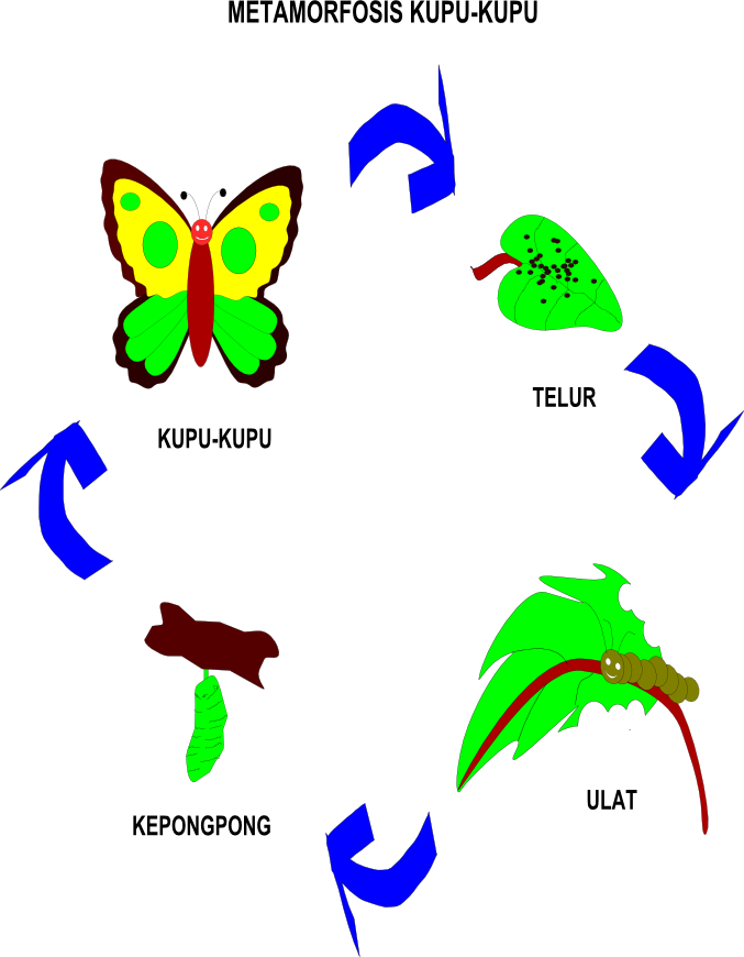 Detail Gambar Metamorfosis Pada Kupu Kupu Nomer 39