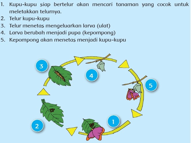 Detail Gambar Metamorfosis Pada Kupu Kupu Nomer 46