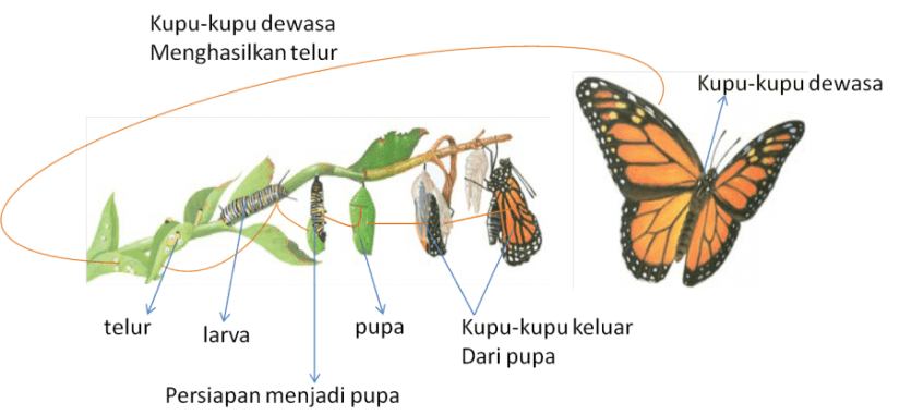 Detail Gambar Metamorfosis Pada Kupu Kupu Nomer 47