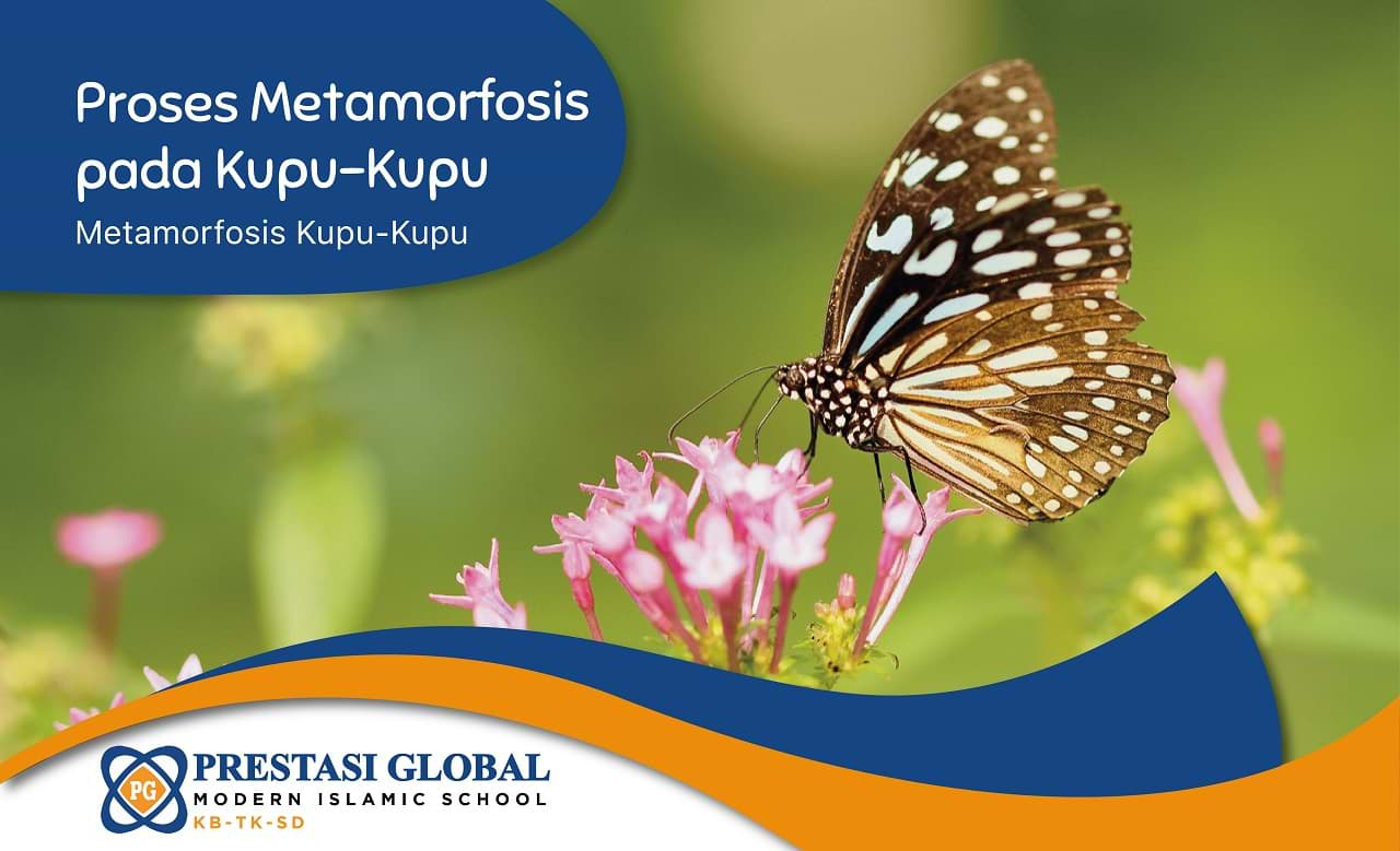 Detail Gambar Metamorfosis Pada Kupu Kupu Nomer 53