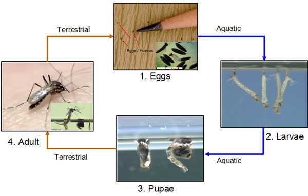Detail Gambar Metamorfosis Pada Nyamuk Nomer 23