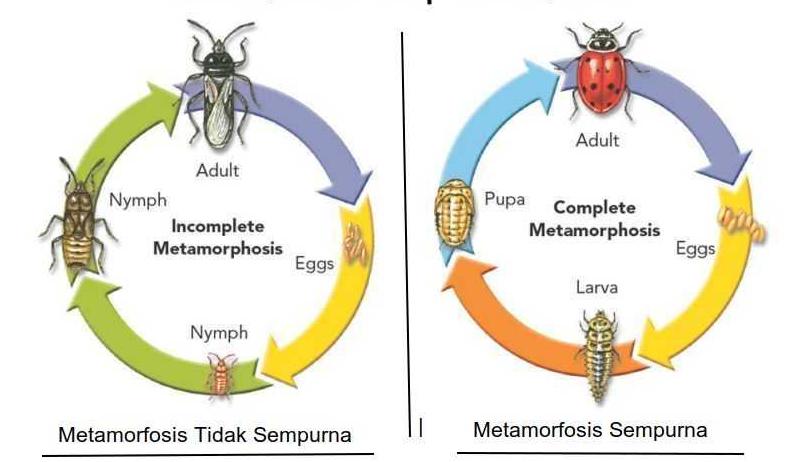 Detail Gambar Metamorfosis Pada Nyamuk Nomer 46