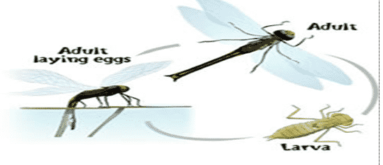 Detail Gambar Metamorfosis Pada Nyamuk Nomer 50