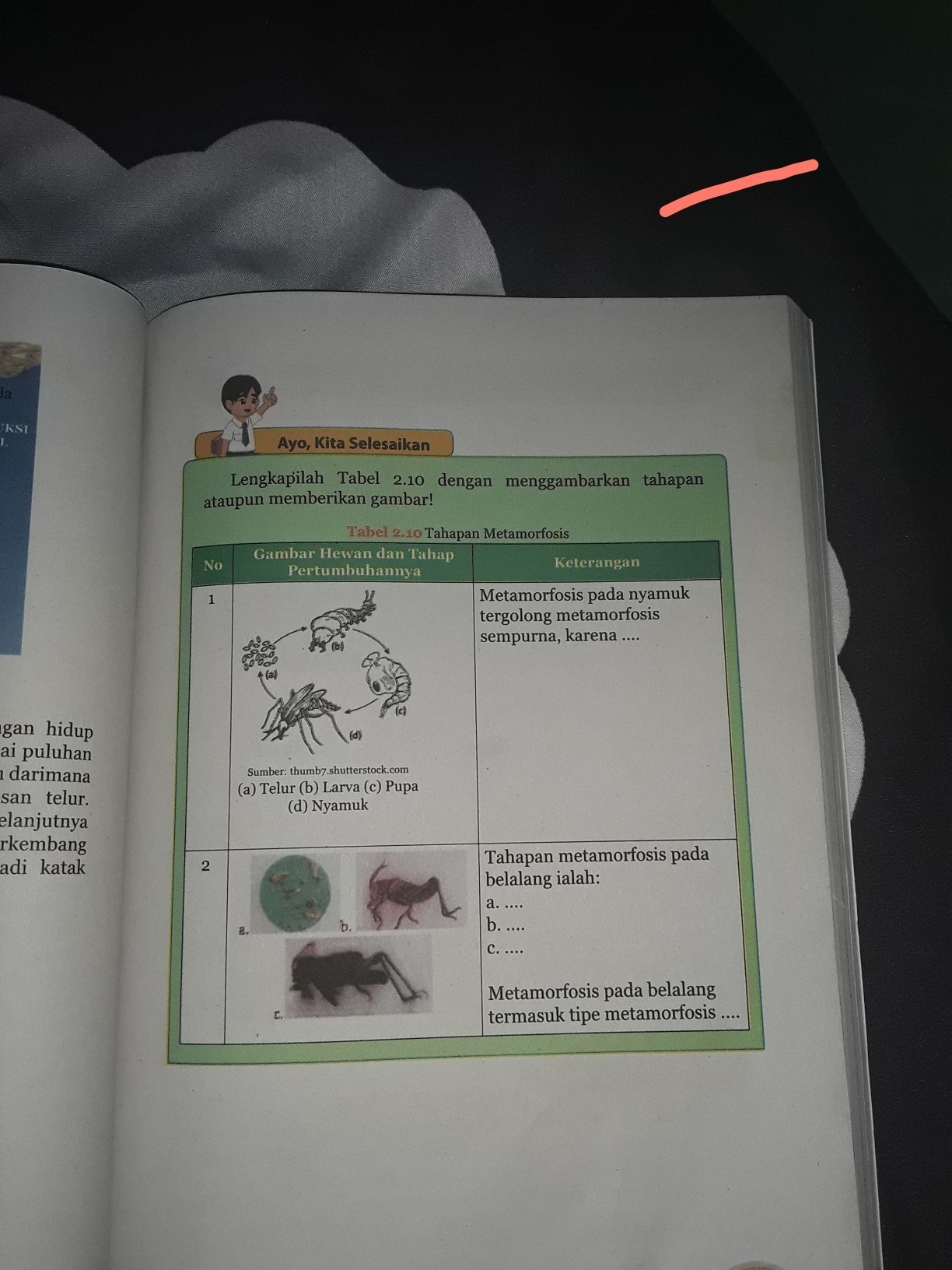 Detail Gambar Metamorfosis Pada Nyamuk Nomer 53