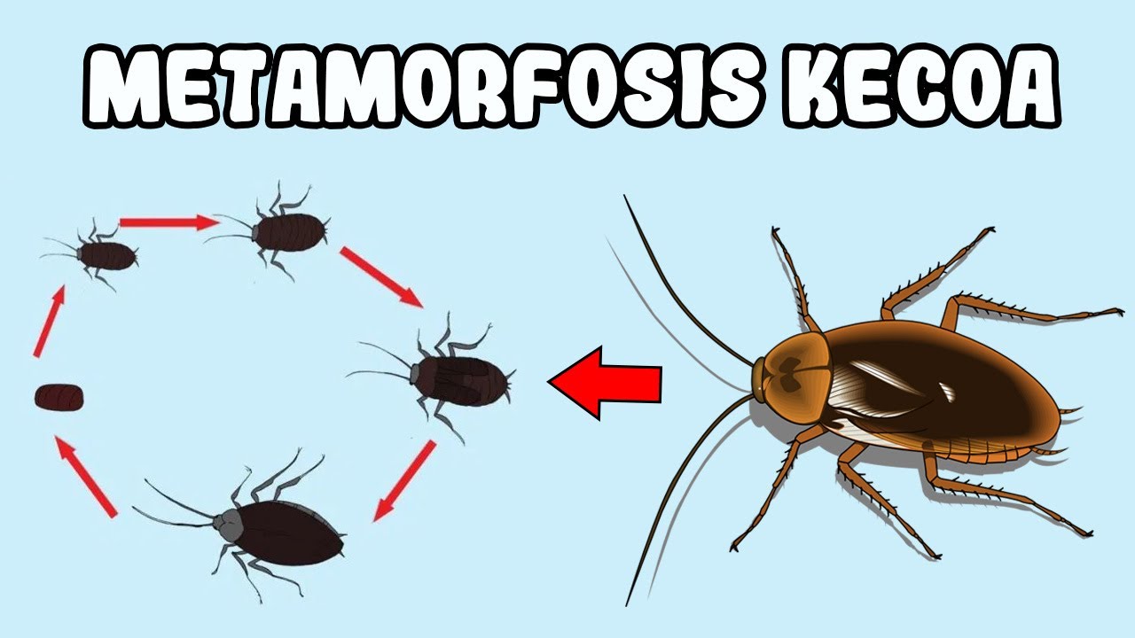 Detail Gambar Metamorfosis Pada Nyamuk Nomer 56