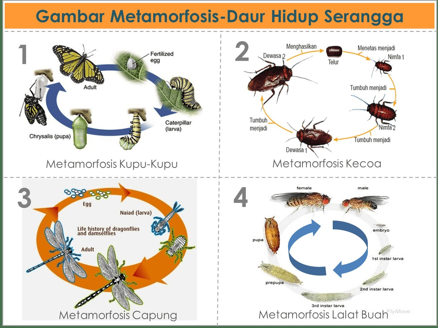 Detail Gambar Metamorfosis Pada Nyamuk Nomer 9