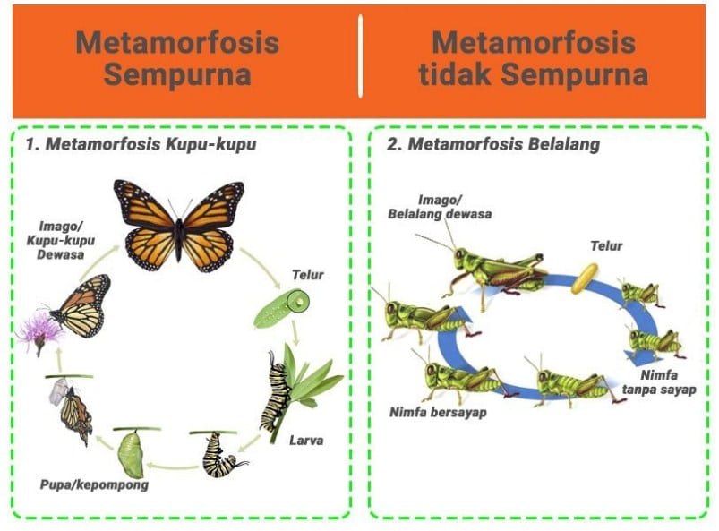 Detail Gambar Metamorfosis Sempurna Dan Tidak Sempurna Nomer 2