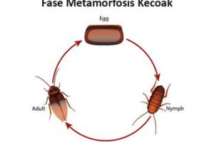 Detail Gambar Metamorfosis Sempurna Dan Tidak Sempurna Nomer 37