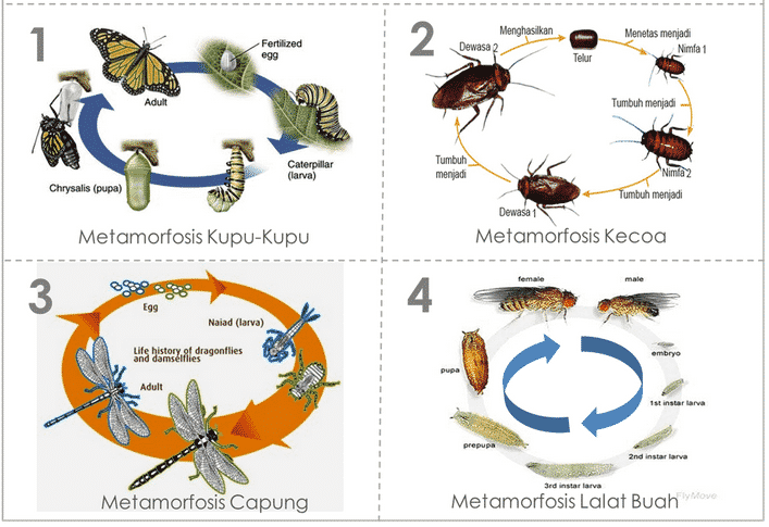 Detail Gambar Metamorfosis Sempurna Tidak Sempurna Nomer 2