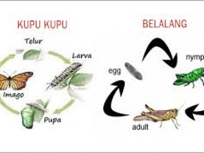 Detail Gambar Metamorfosis Sempurna Tidak Sempurna Nomer 15