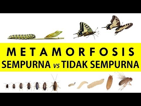 Detail Gambar Metamorfosis Sempurna Tidak Sempurna Nomer 19