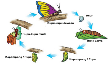 Detail Gambar Metamorfosis Sempurna Tidak Sempurna Nomer 24