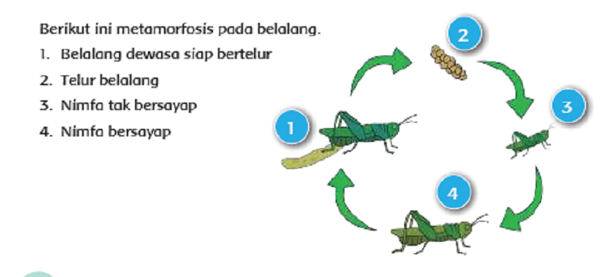 Detail Gambar Metamorfosis Sempurna Tidak Sempurna Nomer 36