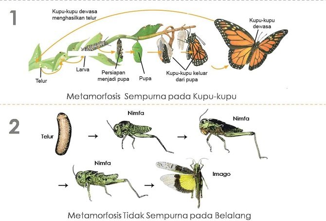 Detail Gambar Metamorfosis Sempurna Tidak Sempurna Nomer 5